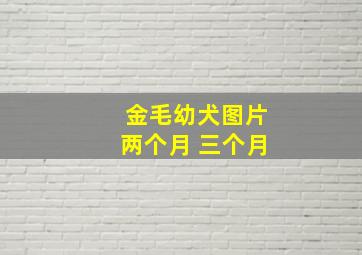 金毛幼犬图片两个月 三个月